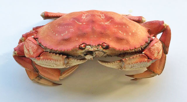 Fresh, delicious, wholesale dungeness crab for crab feeds, fundraisers, and social events in the Northern California Bay Area