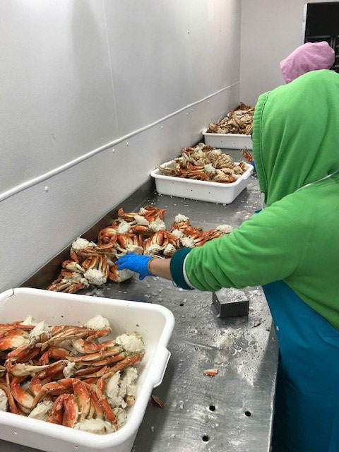 Justin's Crab Co employees preparing fresh, delicious, wholesale dungeness crab for crab feeds, fundraisers, and social events in the Northern California Bay Area