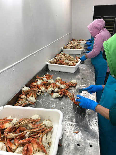 Justin's Crab Co employees preparing fresh, delicious, wholesale dungeness crab for crab feeds, fundraisers, and social events in the Northern California Bay Area